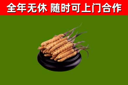 红桥区烟酒回收冬虫夏草.jpg